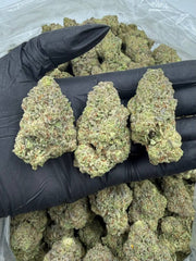 Pink Guava Bomb THCA flower buds, Arcadia premium bigs grade, view 2