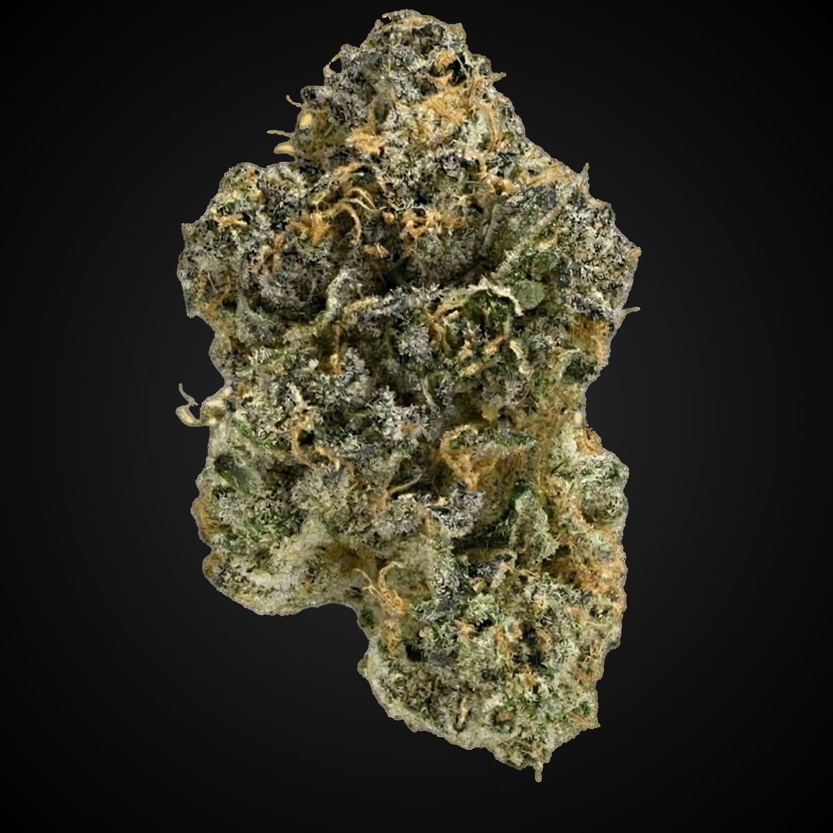Ben Jergenhoffe OG THCA flower bud, Arcadia budget bigs grade