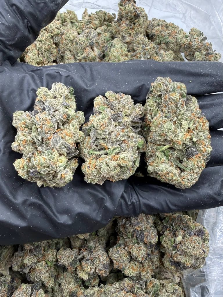 Jokers X Gelato 41 THCA flower buds, Arcadia exotic bigs grade, view 2