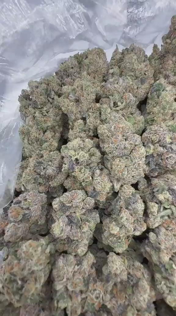 Jokers x Gelato 41 strain video